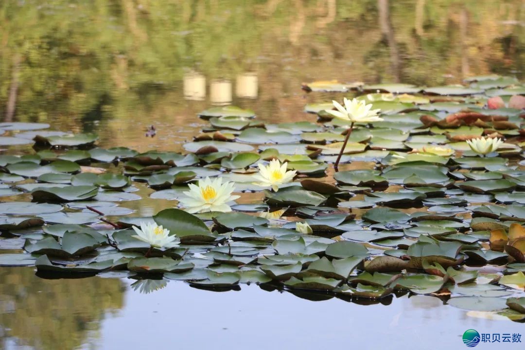 C217!DeepSeek的挑选w62.jpg