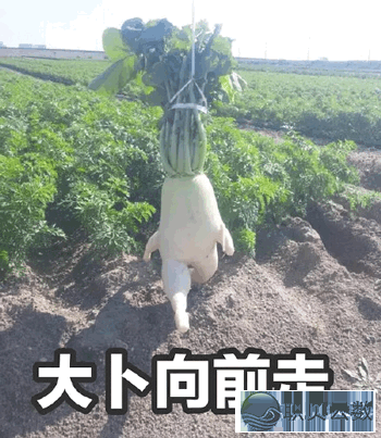 AI豢养认知惰性:从DeepSeek制假到元宝误读,咱们吃患上津津乐道w11.jpg