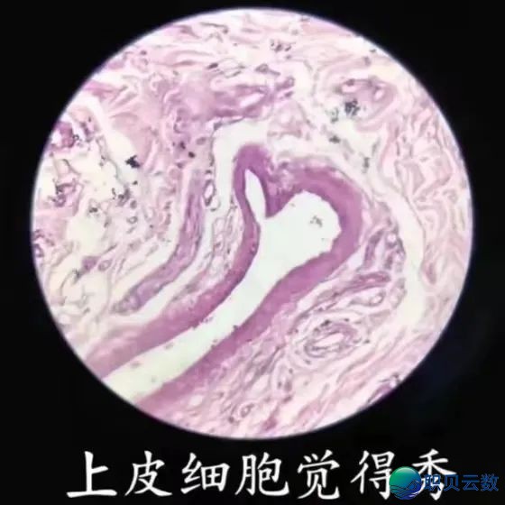 DeepSeek能天生文件阐发陈述了!复旦专士爆料:劝您用用那个PubMed版!(免费)w21.jpg