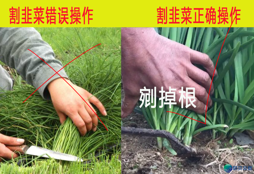 马斯克来“旅游”了,光伏也喜提一日游